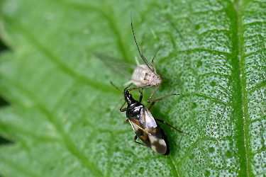 Anthochoris nemorum