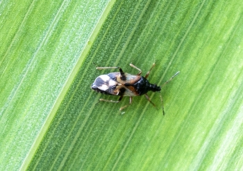 Anthocoris confusus