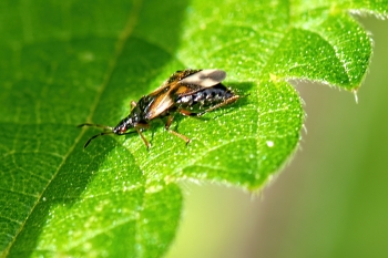 Anthocoris spec.