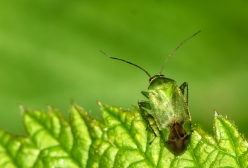 Apolygos lucorum