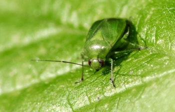 Apolygos lucorum