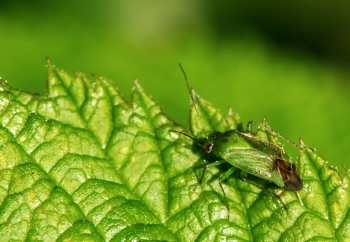 Apolygos lucorum