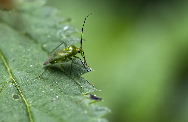 Apolygus lucorum