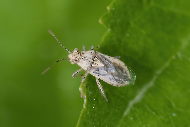 Brachycarenus tigrinus