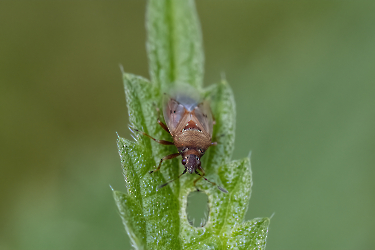 Claidocerys resedae