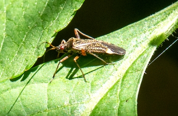 Closteotomus fulvomaculatus