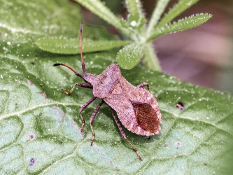 Coreus marginatus
