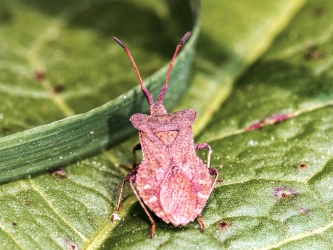 Coreus marginatus