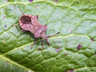 Coreus marginatus