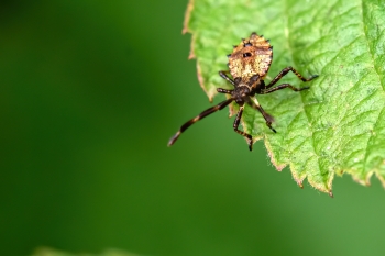 Coreus marginatus
