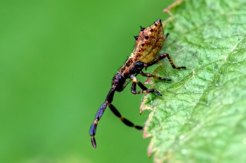 Coreus marginatus