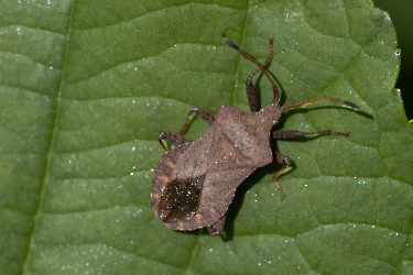 Coreus marginatus