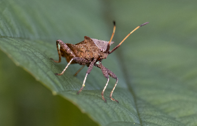 Coreus marginatus