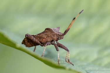 Coreus marginatus