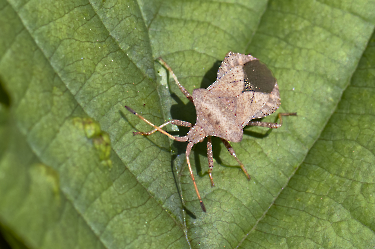 Coreus marginatus