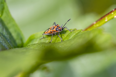 Corizus hyoscyami