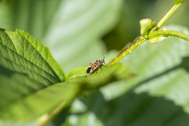 Corizus hyoscyami