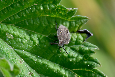 Delycoris baccarum