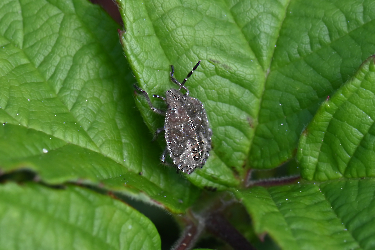 Delycoris baccarum