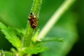 Deraeocoris flavilinea