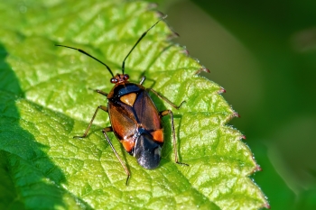 Deraeocoris ruber