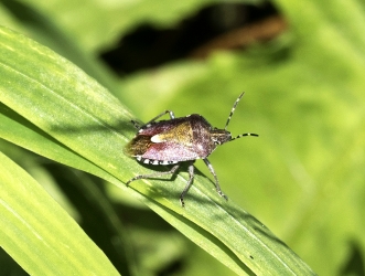 Dolycoris baccarum