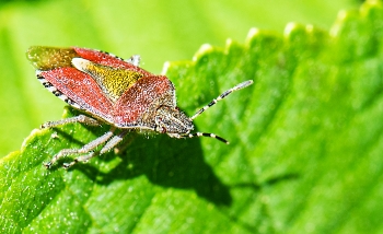Dolycoris baccarum