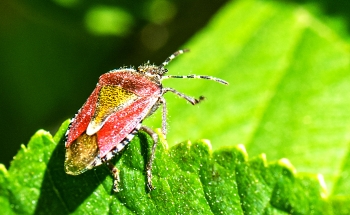 Dolycoris baccarum