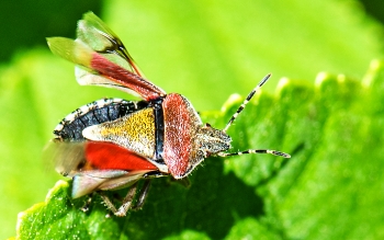 Dolycoris baccarum