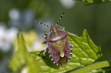Dolycoris baccarum