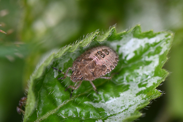 Dolycoris baccarum
