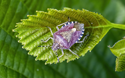 Dolycoris baccarum