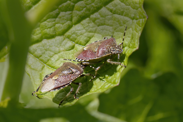 Dolycoris baccarum
