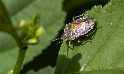 Dolycoris baccarum