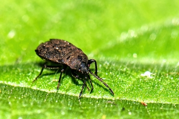 Drymus ryeii