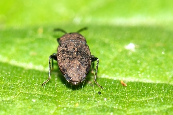 Drymus ryeii