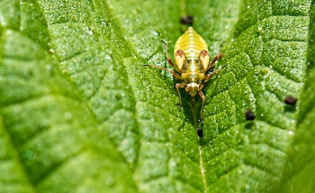 Dryophilocoris flavoquadrimaculatuis