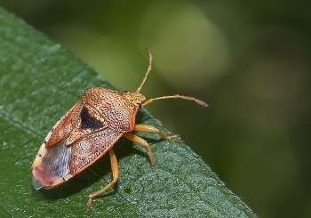 Elasmostethus interstinctus