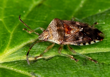 Elasmostethus interstinctus