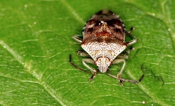 Elasmostethus interstinctus
