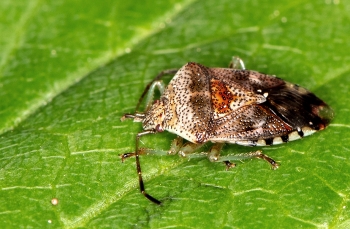 Elasmostethus interstinctus