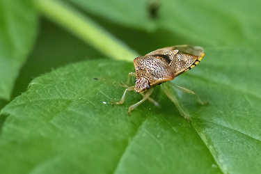 Elasmostethus interstinctus