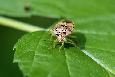 Elasmostethus interstinctus