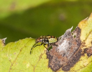 Elasmucha sp.