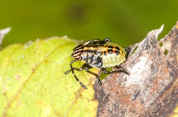 Elasmucha sp.