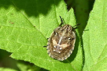 Erygaster testudinaria