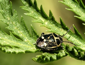 Eurydema oleracea