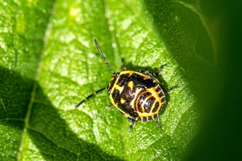 Eurydema oleracea