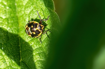 Eurydema oleracea