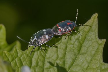Eurydema oleracea